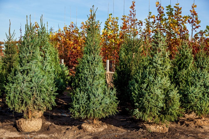 Nova zahrada - ihlicnany